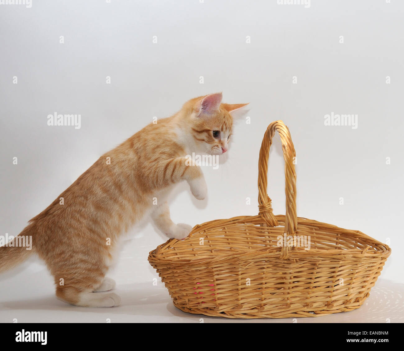 A high-key shot of an orange tabby kitten and a basket Stock Photo