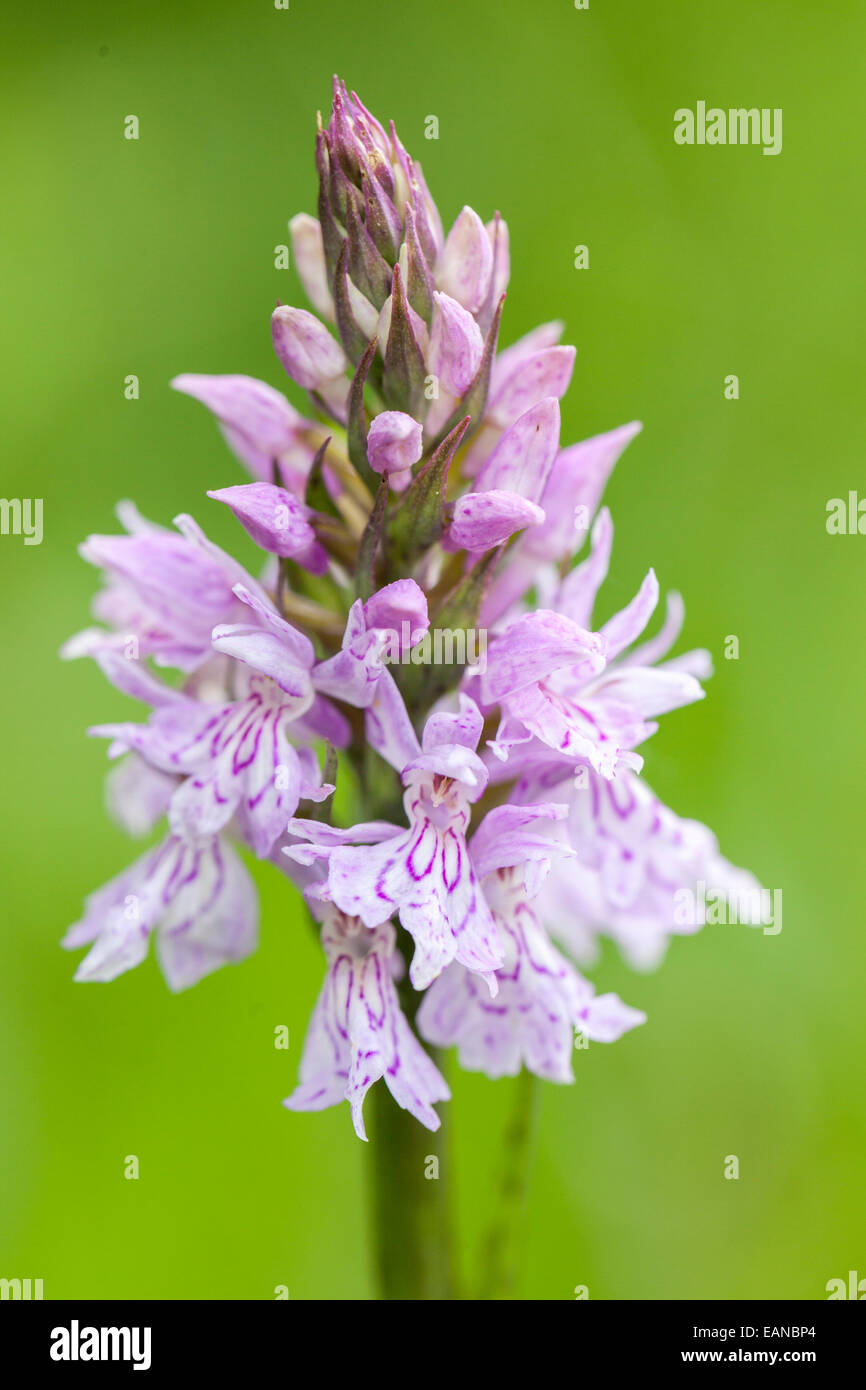Heath spotted orchid or moorland spotted orchid - Dactylorhiza maculata -, Parc Naturel de la Chartreuse, Savoie, Rhône-Alpes, F Stock Photo