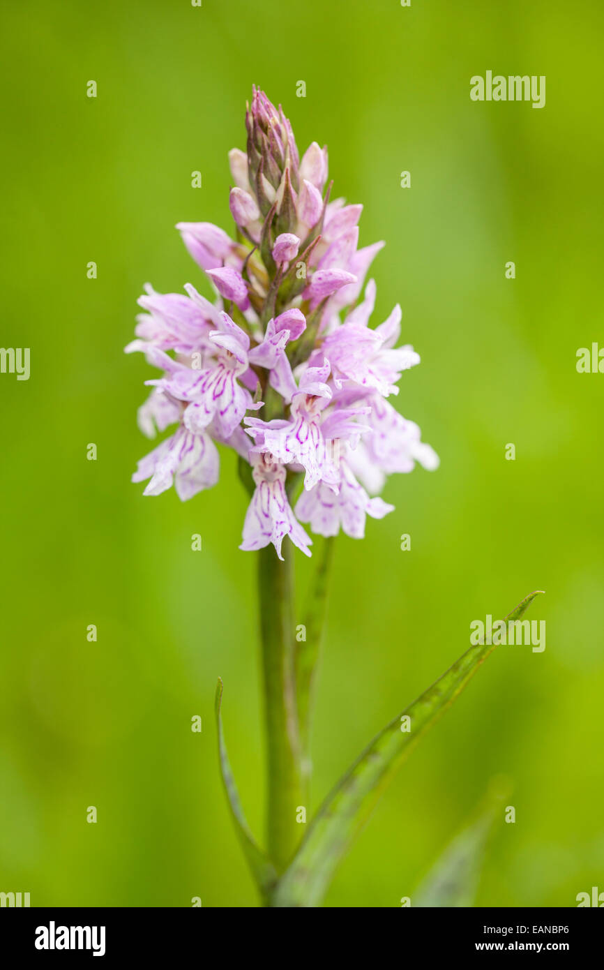 Heath spotted orchid or moorland spotted orchid - Dactylorhiza maculata -, Parc Naturel de la Chartreuse, Savoie, Rhône-Alpes, F Stock Photo