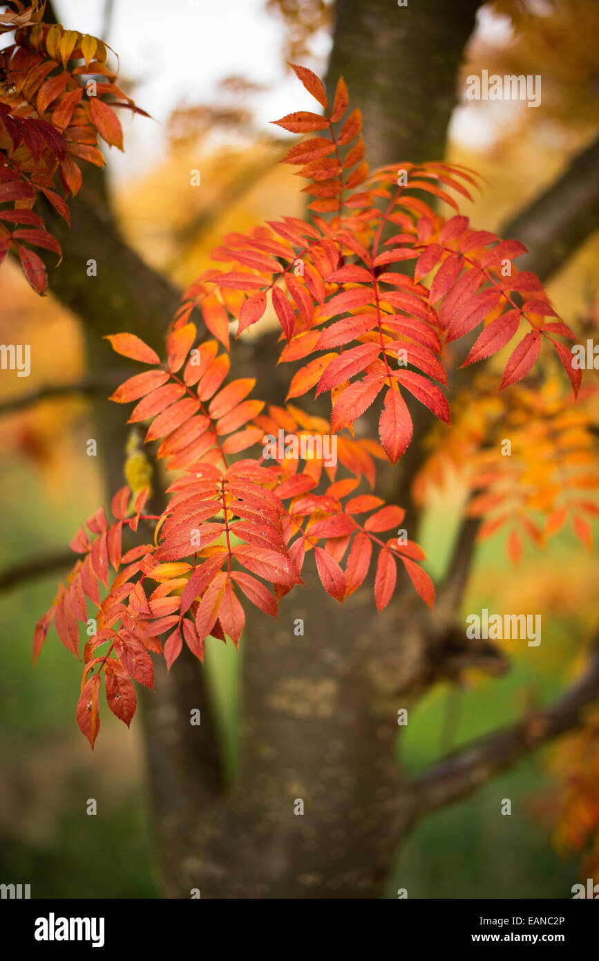 Richly saturated autumn leaves Stock Photo