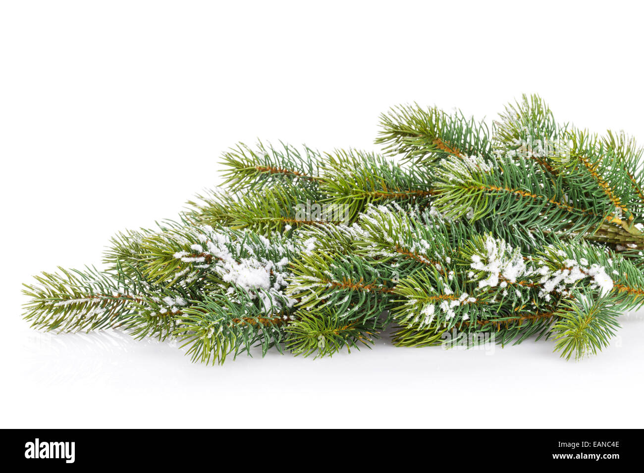 Christmas fir tree snow branch. Isolated on white background Stock ...