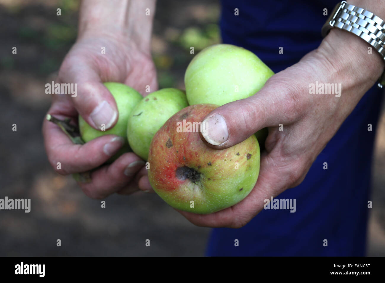 Close-up of hands harvesting apples in an urban gardening project Stock Photo