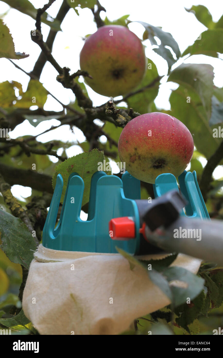 Urban apple harvest using a pick aid Stock Photo