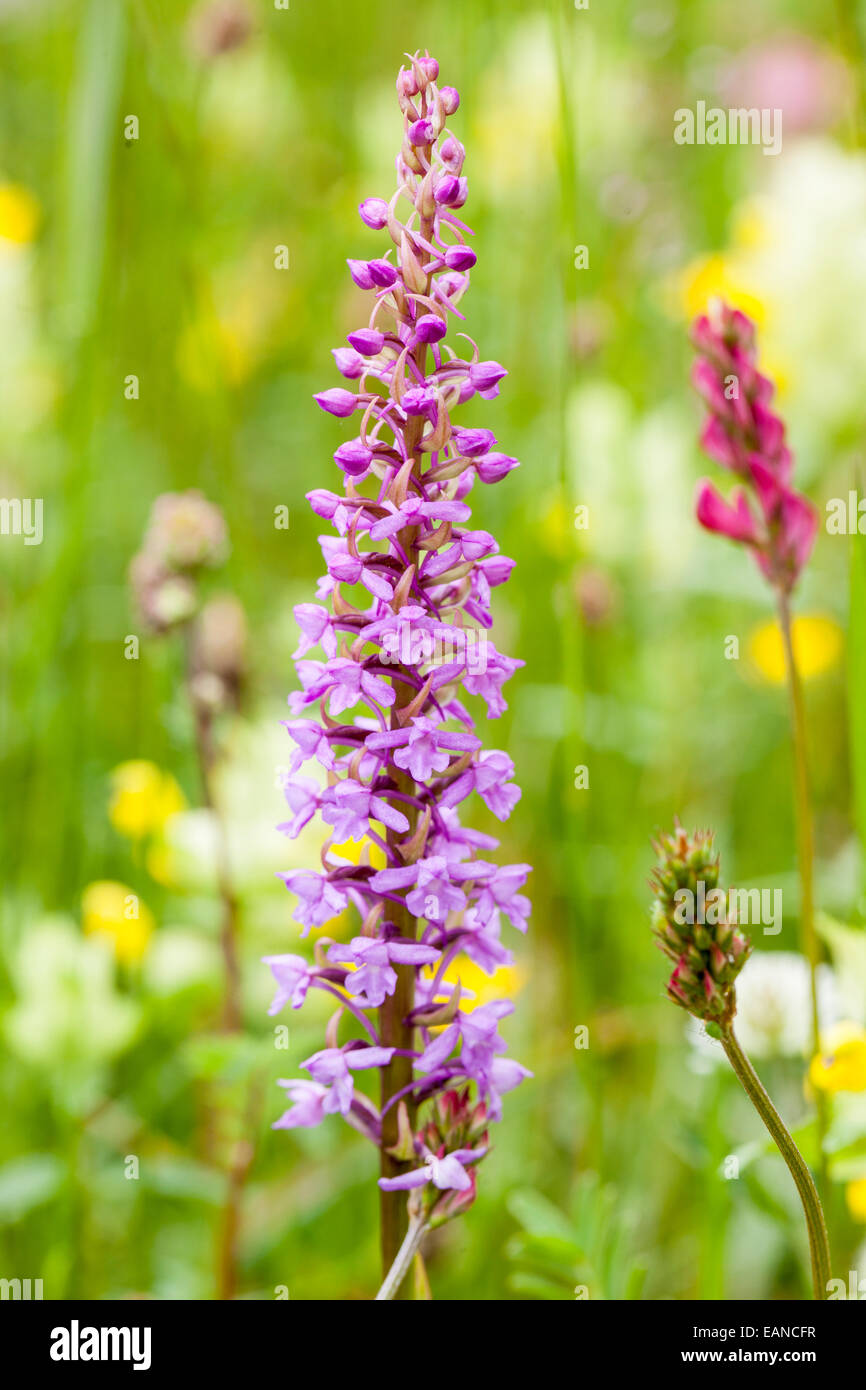 Gymnadenia densiflora orchid, Parc Naturel de la Chartreuse, Savoie, Rhône-Alpes, France Stock Photo