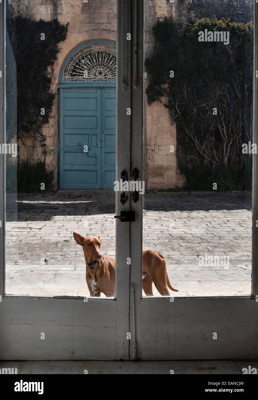 A Pharaoh Hound (the national animal of Malta) shut outside the house, looking in through the French windows Stock Photo