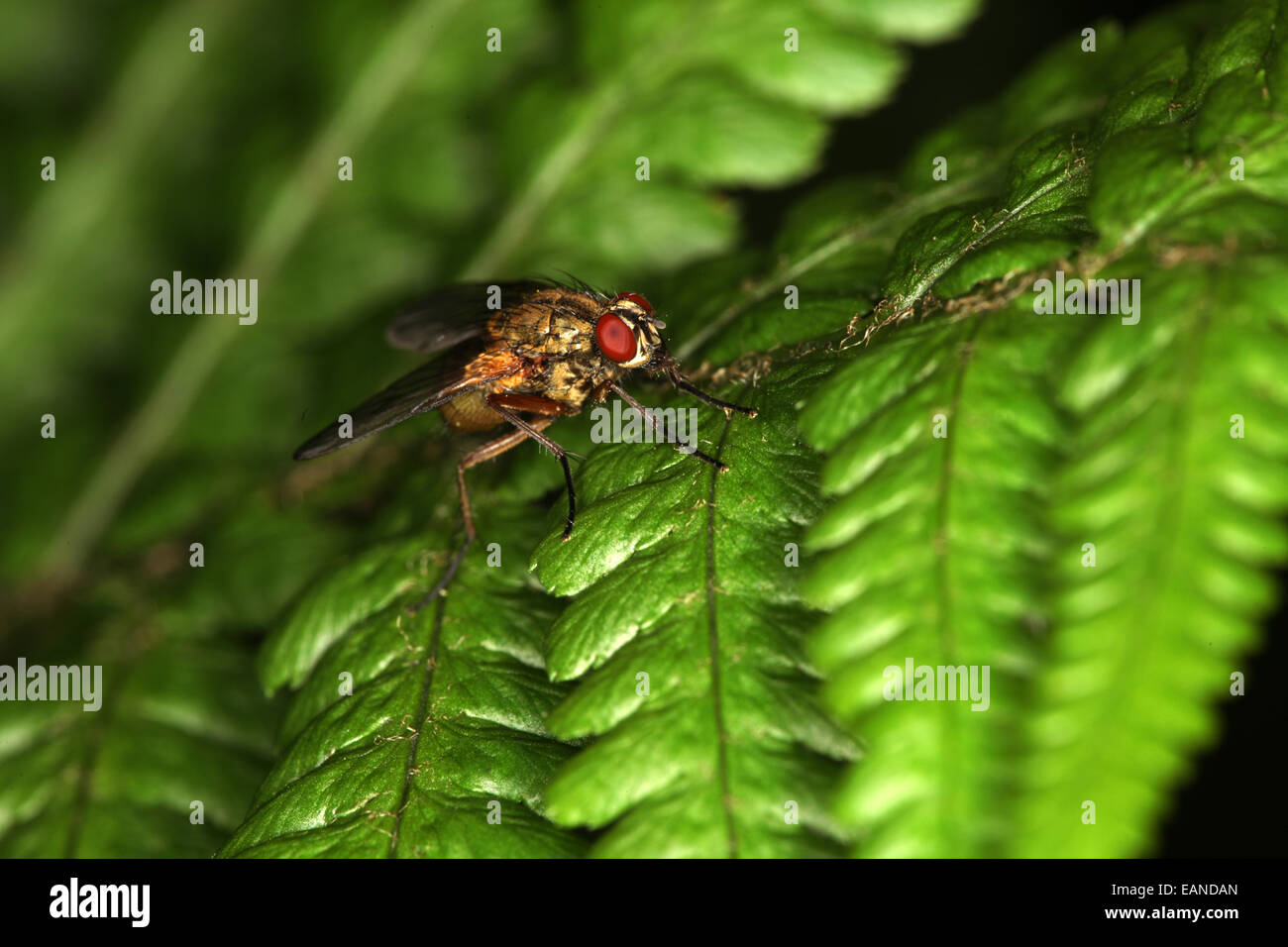 Delia radicum cabbage fly cabbage root fly root fly turnip fly