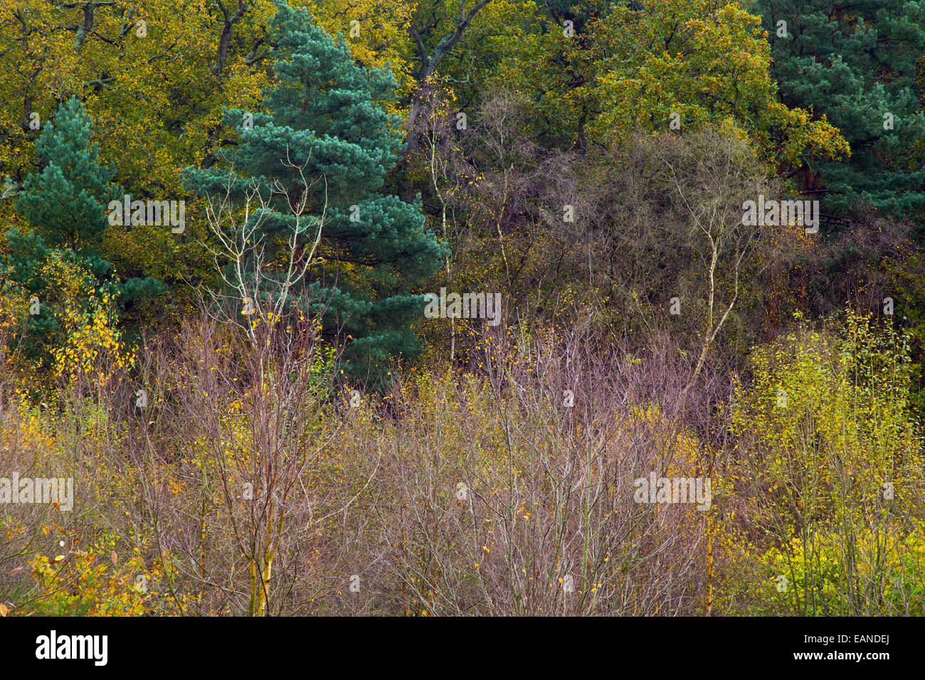 Mixed trees at Weybourne heath in autumn Stock Photo