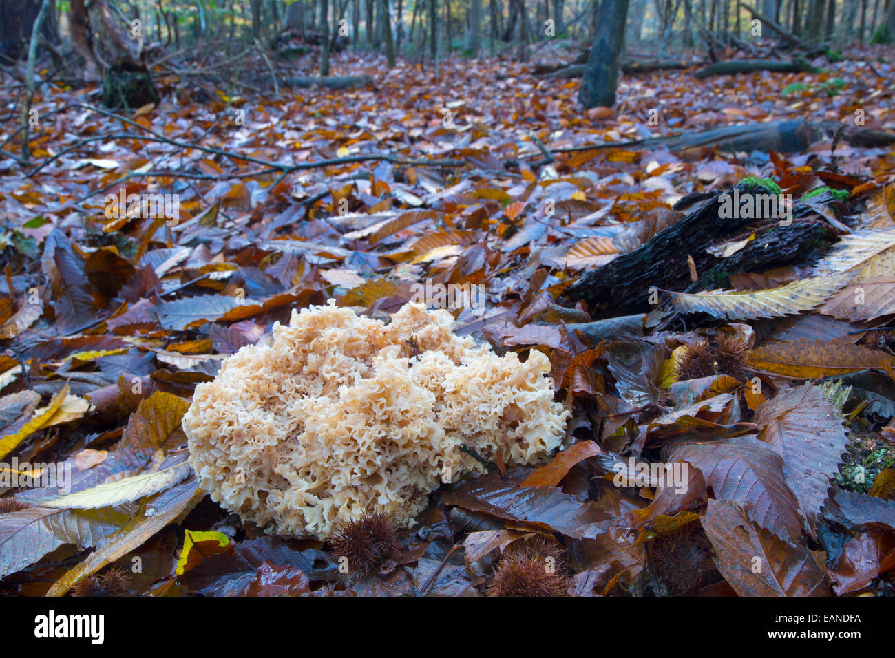 Cauliflower fungus Sparassis crispa growing parasitically on the roots of conifer Stock Photo
