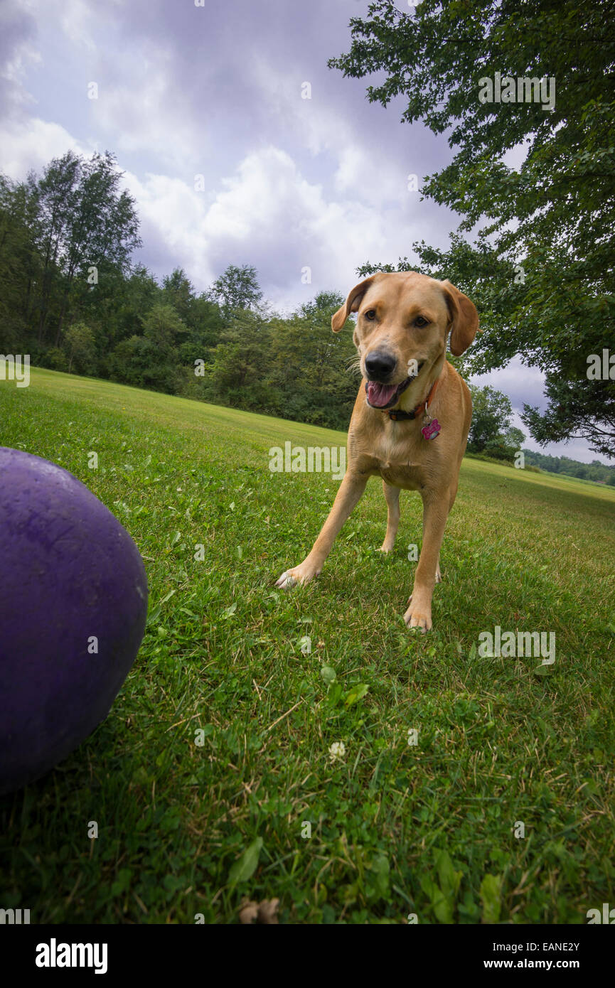 Dog Playing With Purple Ball Stock Photo Alamy