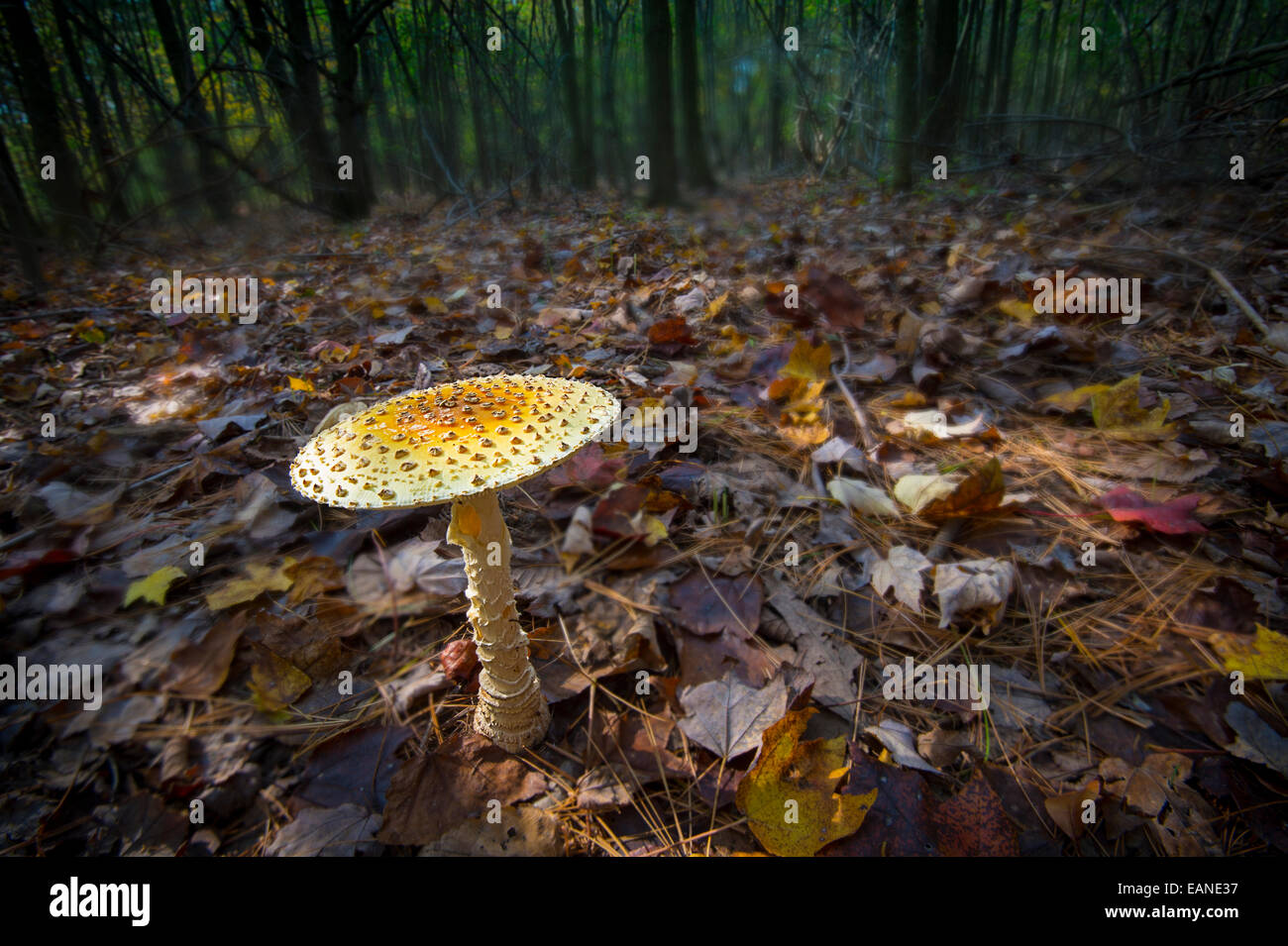 Amanita Pantherina Mushroom In Forest Stock Photo
