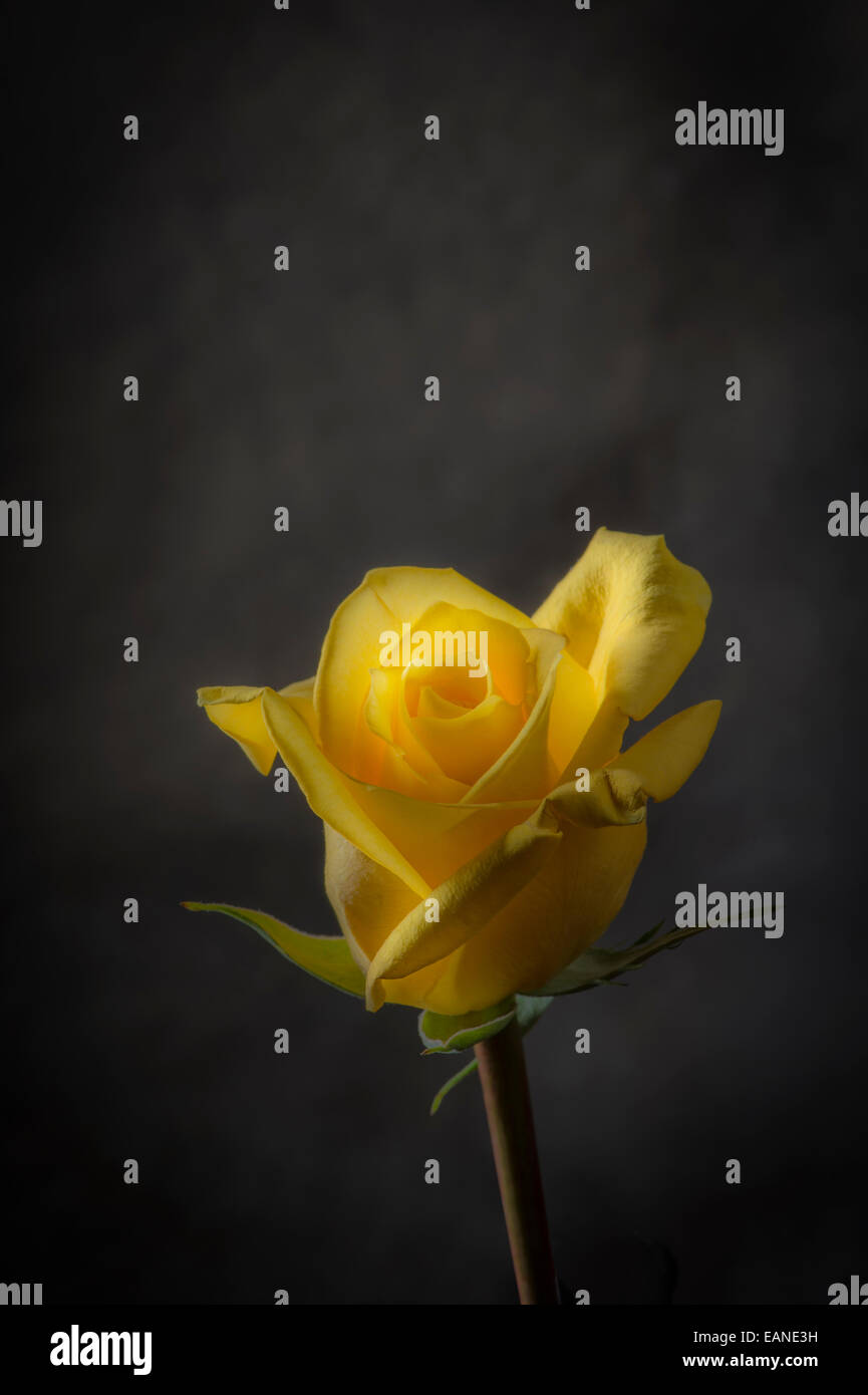 Single Yellow Rose With Dark Background Stock Photo