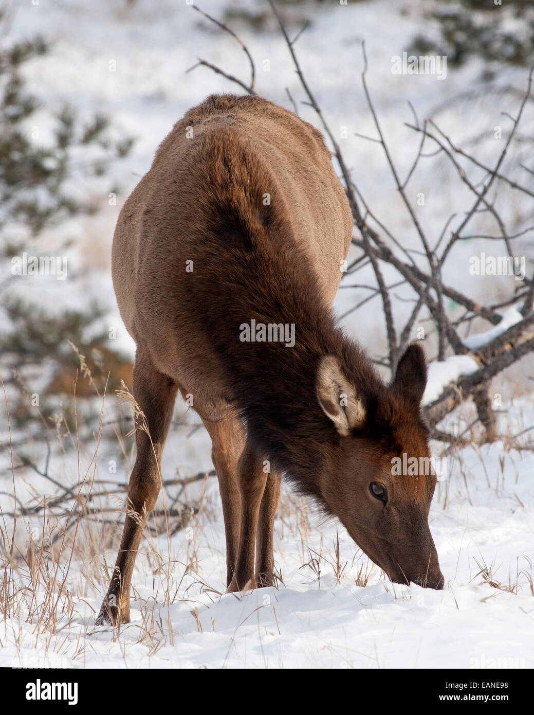 Wildlife winter hi-res stock photography and images - Alamy