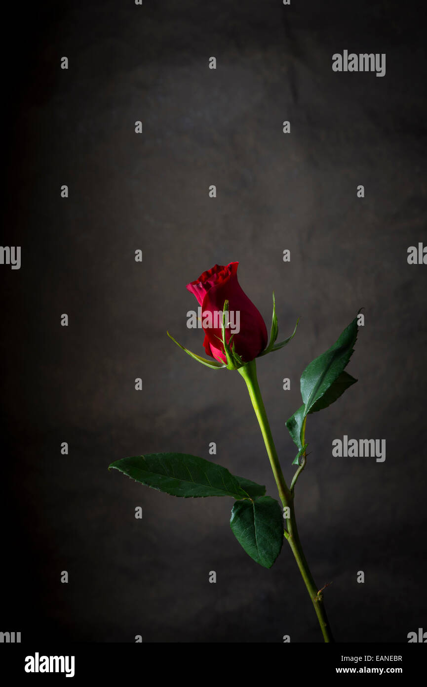 Single Rose With Dark Background Stock Photo