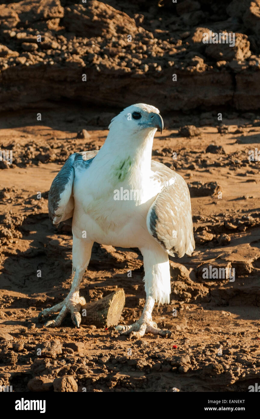 White chested sea eagle hi-res stock photography and images - Alamy