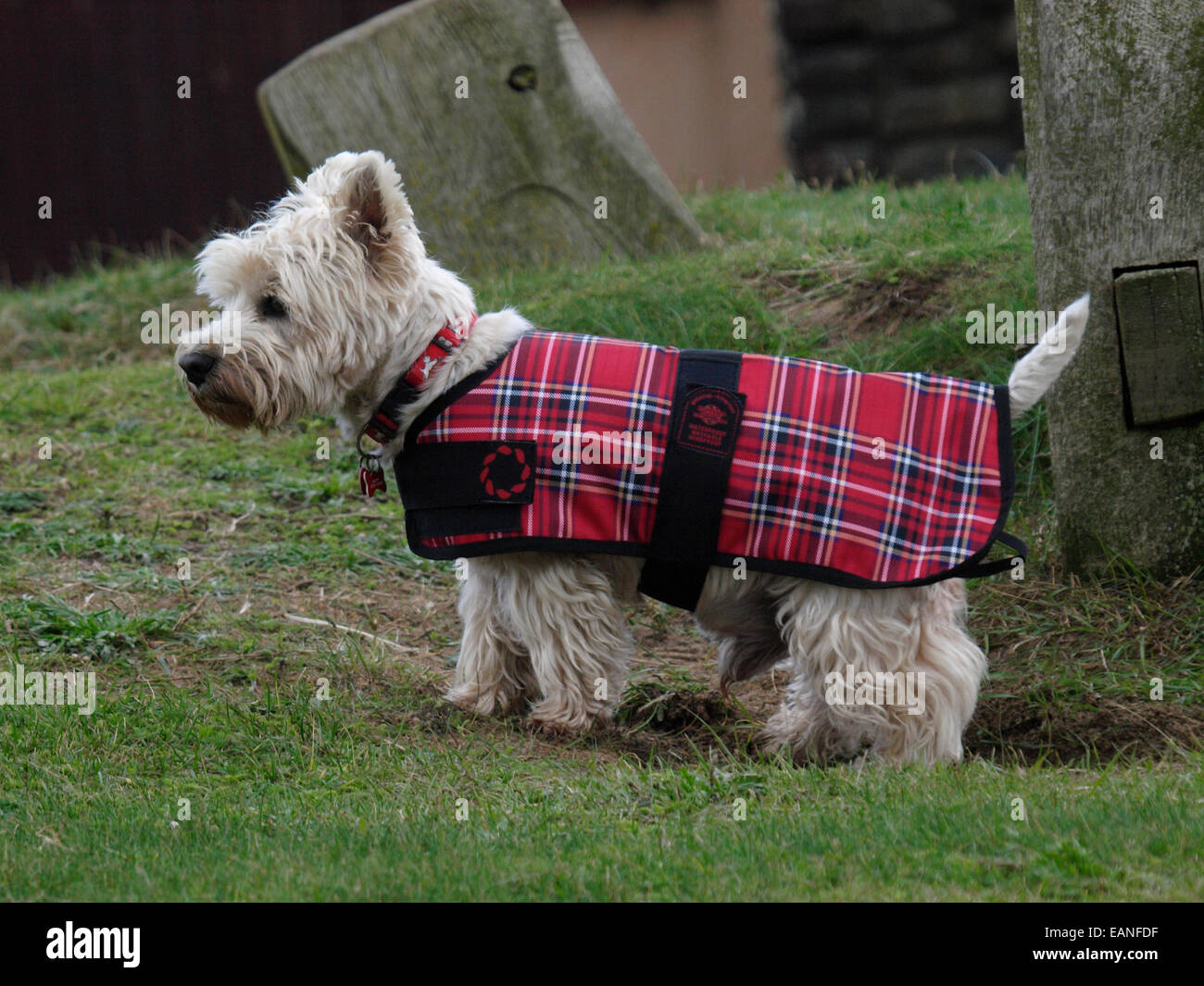 West Highland Terrier wearing a tartan coat, Cornwall, UK Stock Photo