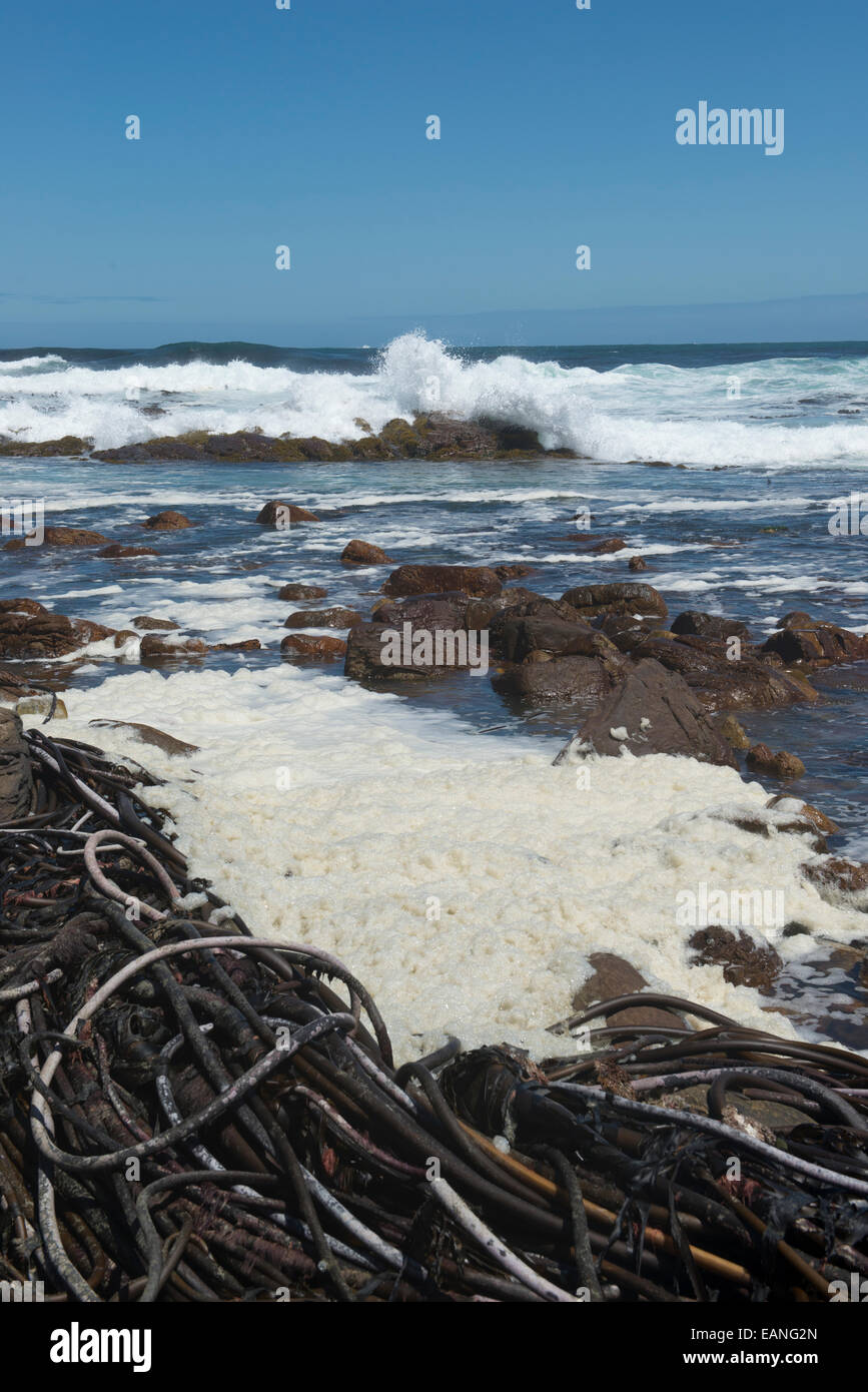 Sea foam and kelp on the shore of  Cape of Good Hope, South Africa Stock Photo