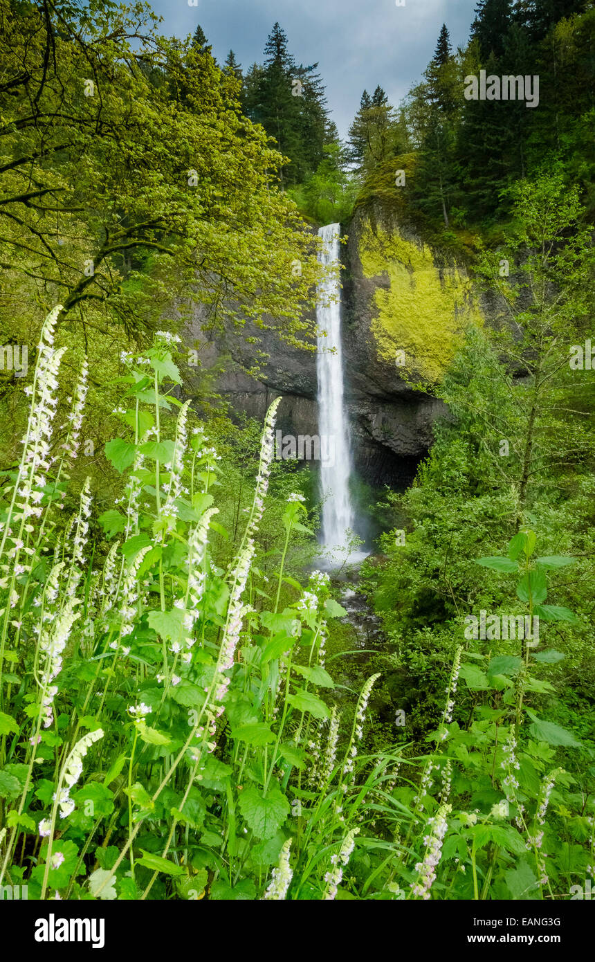 Fringecup flowers, (Tellima grandiflora) at Latourell Falls, Columbia