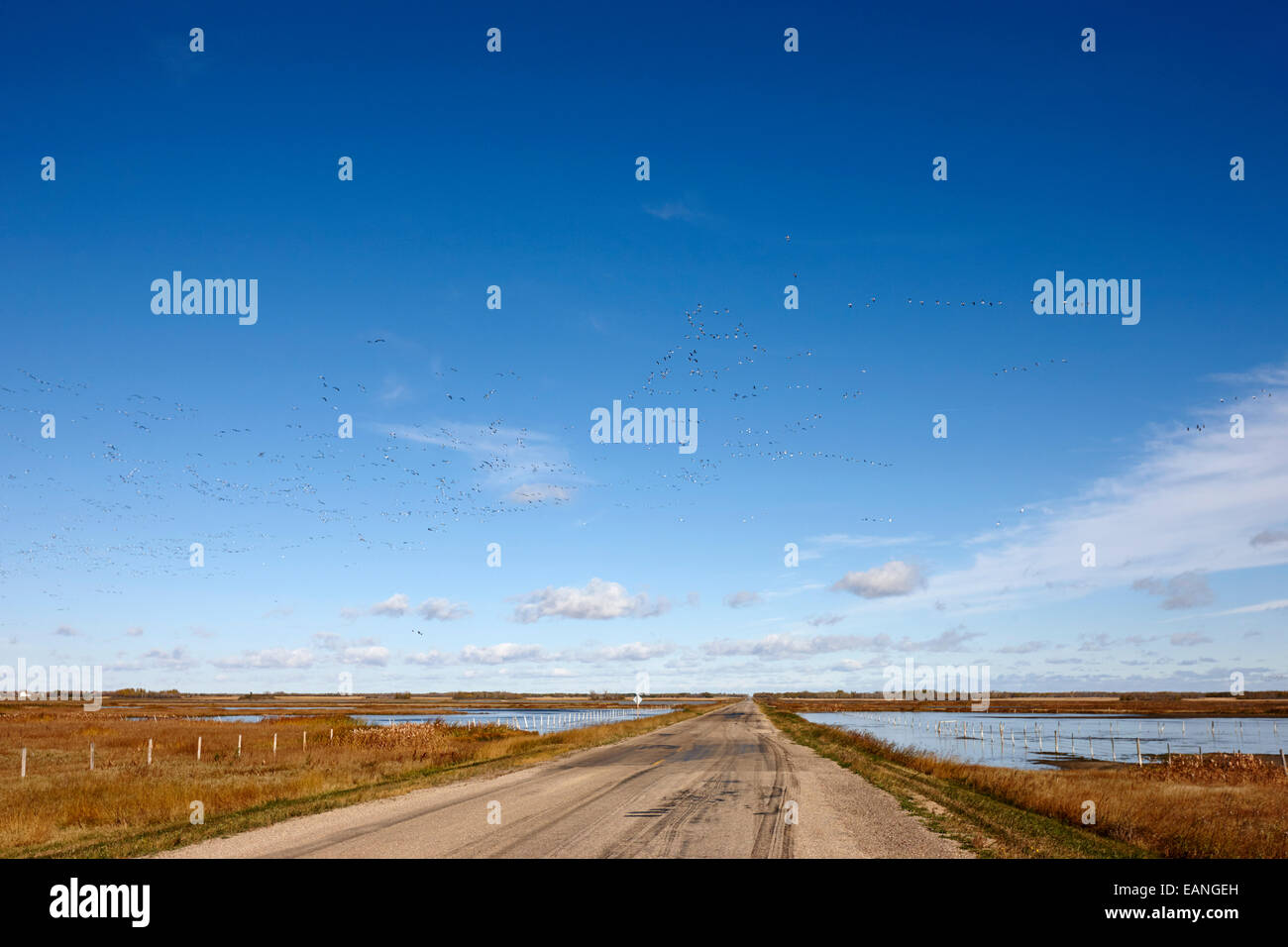 snow geese flocking over long straight road and flooded fields Saskatchewan Canada Stock Photo