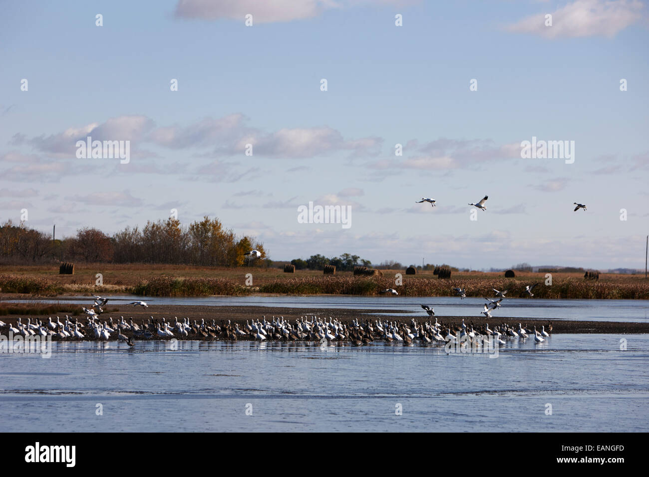 snow geese flocking over flooded fields Saskatchewan Canada Stock Photo