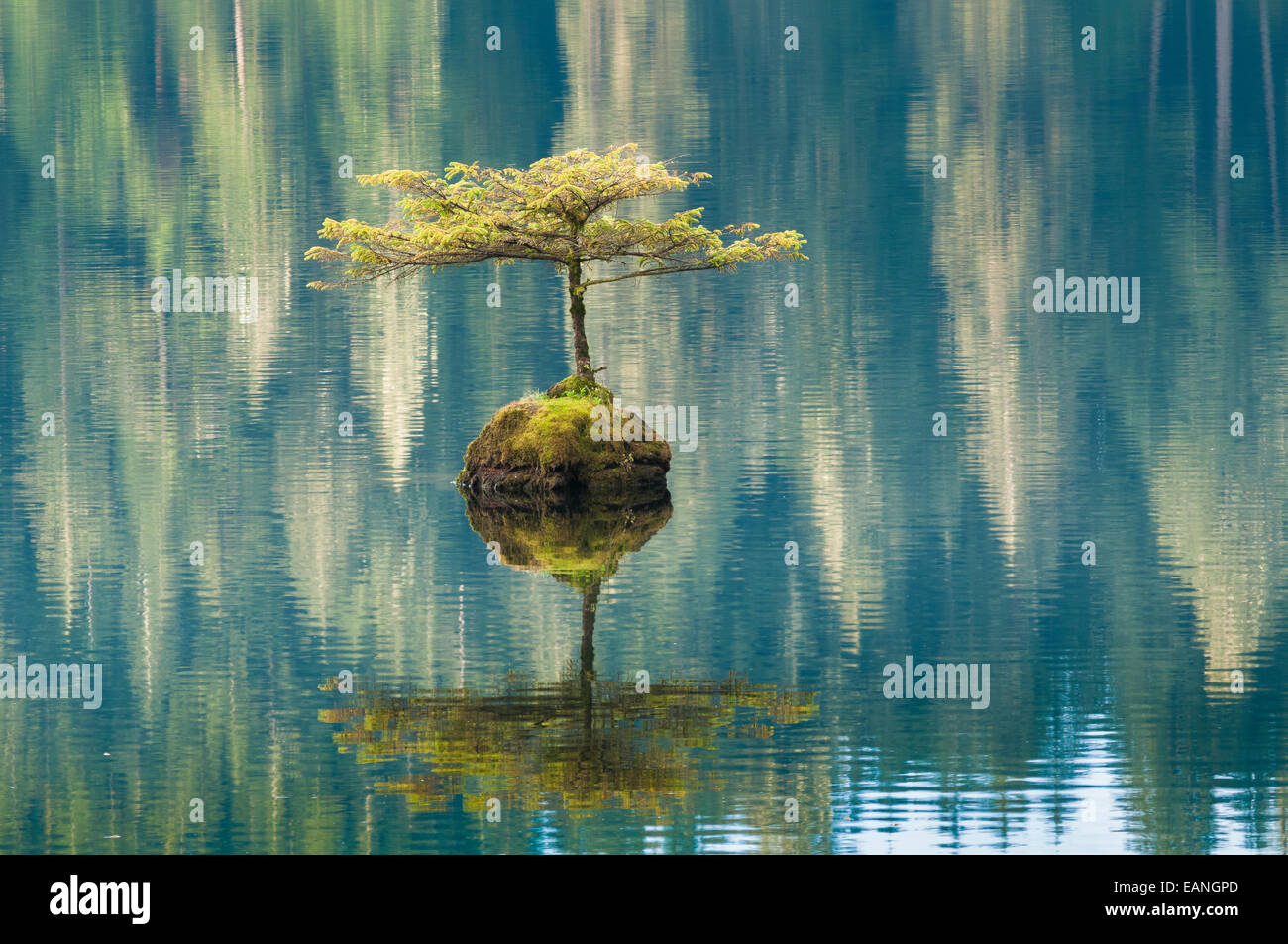 Bonsai evergreen, Fairy Lake, Vancouver Island, British Columbia, Canada Stock Photo Alamy