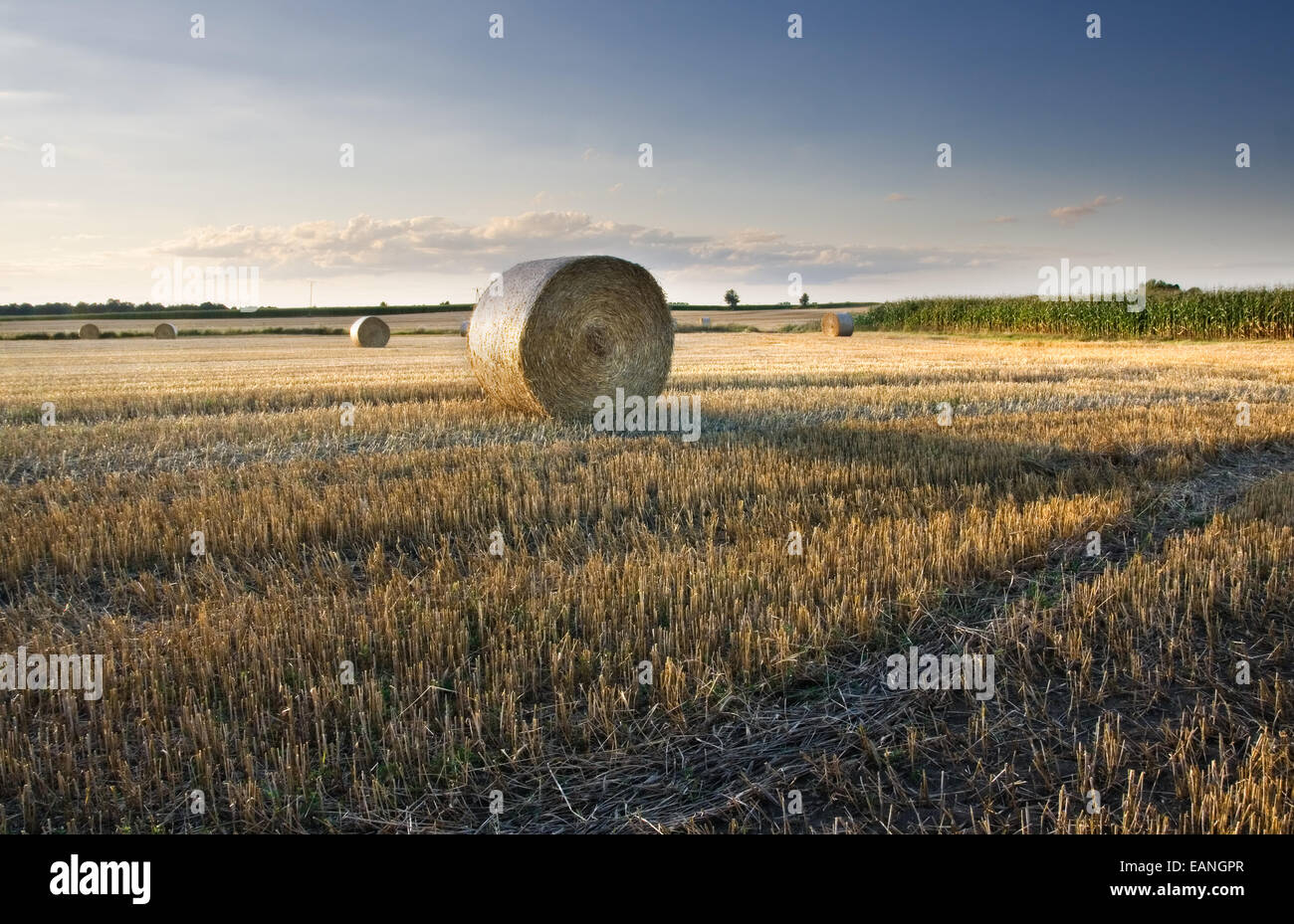 Straw bales on sunny summer field at sunset Stock Photo - Alamy