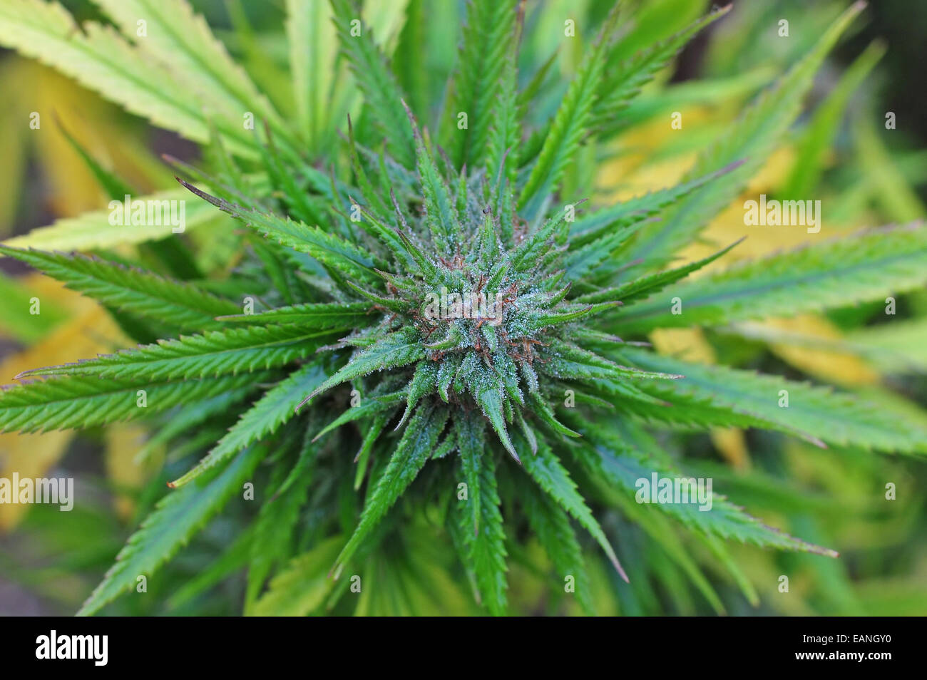 Mature marijuana bud Stock Photo Alamy