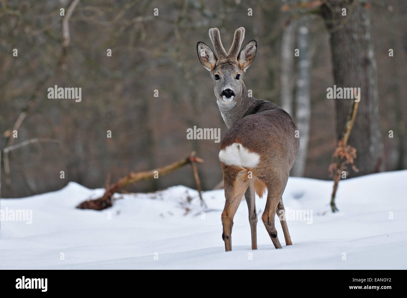 Roe deer in winter time Stock Photo - Alamy