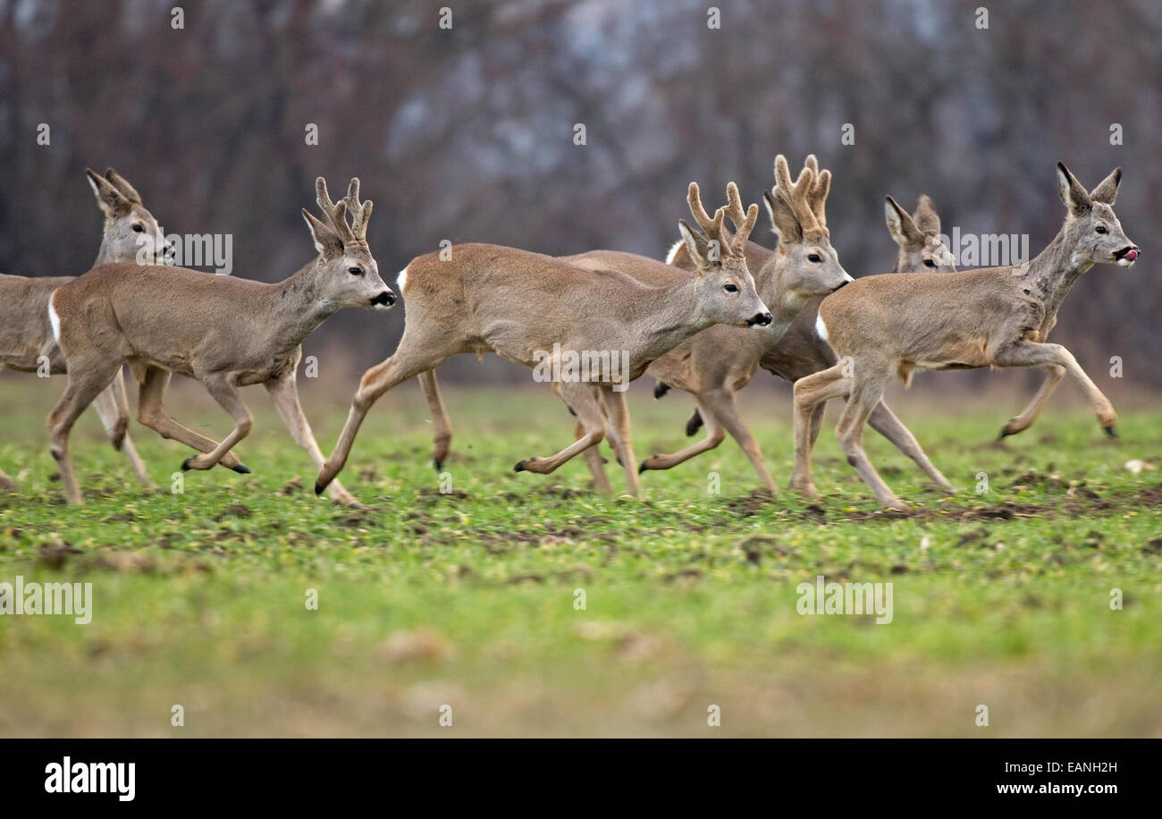 Roe deer herd running Stock Photo Alamy
