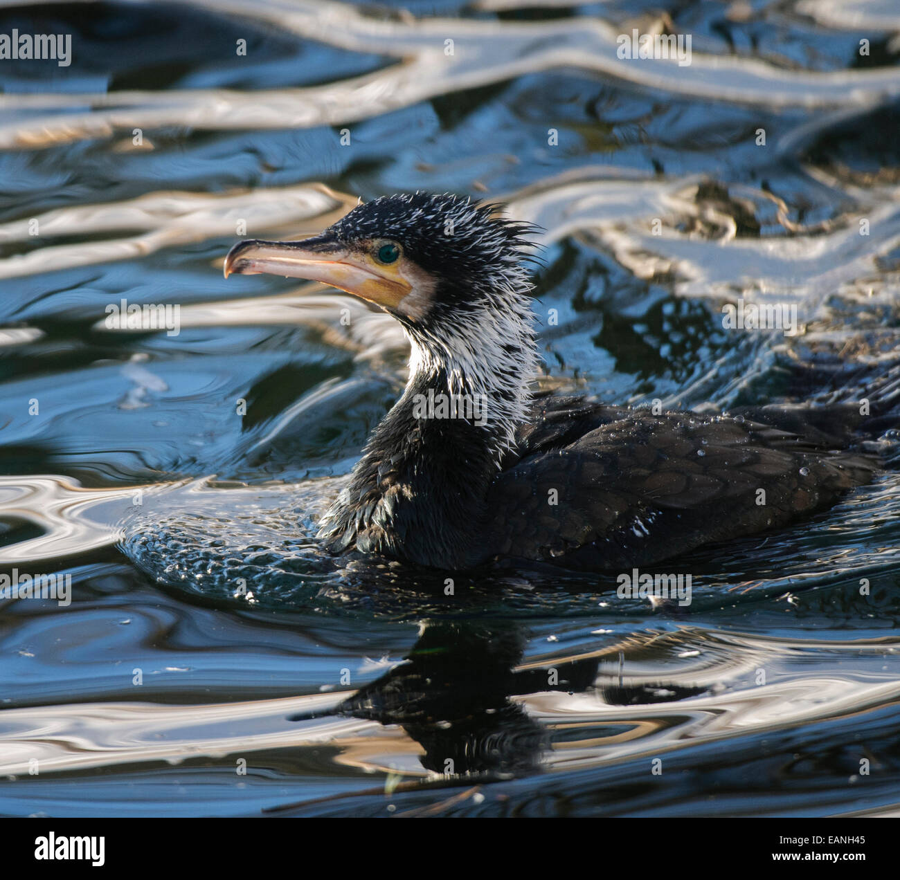 Phalacrocorax Carbo Sinensis Stock Photos & Phalacrocorax Carbo ...