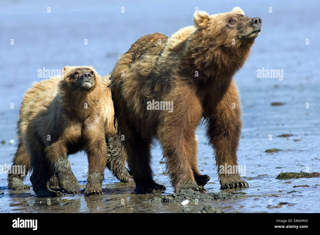 Brown Bear Sow And Cub Point Noses Into Wind To Smell Air On Tidal Flats At Mouth Of Big River In Katmai National Park, Alaska Stock Photo