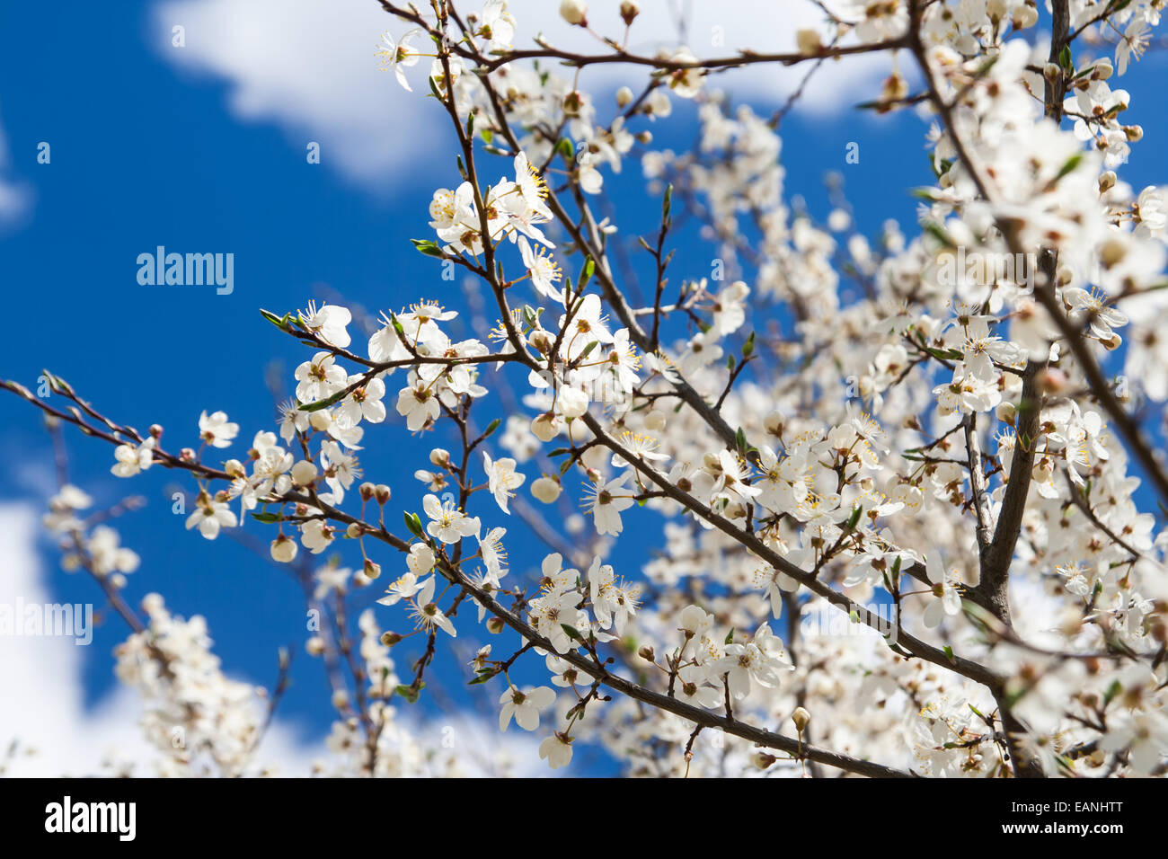 Cherry blossoms and blue sky Stock Photo - Alamy
