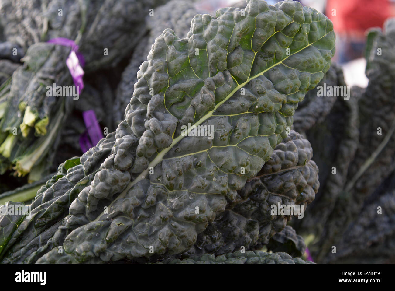 Kale at the Berkeley Farmers' Market Stock Photo Alamy