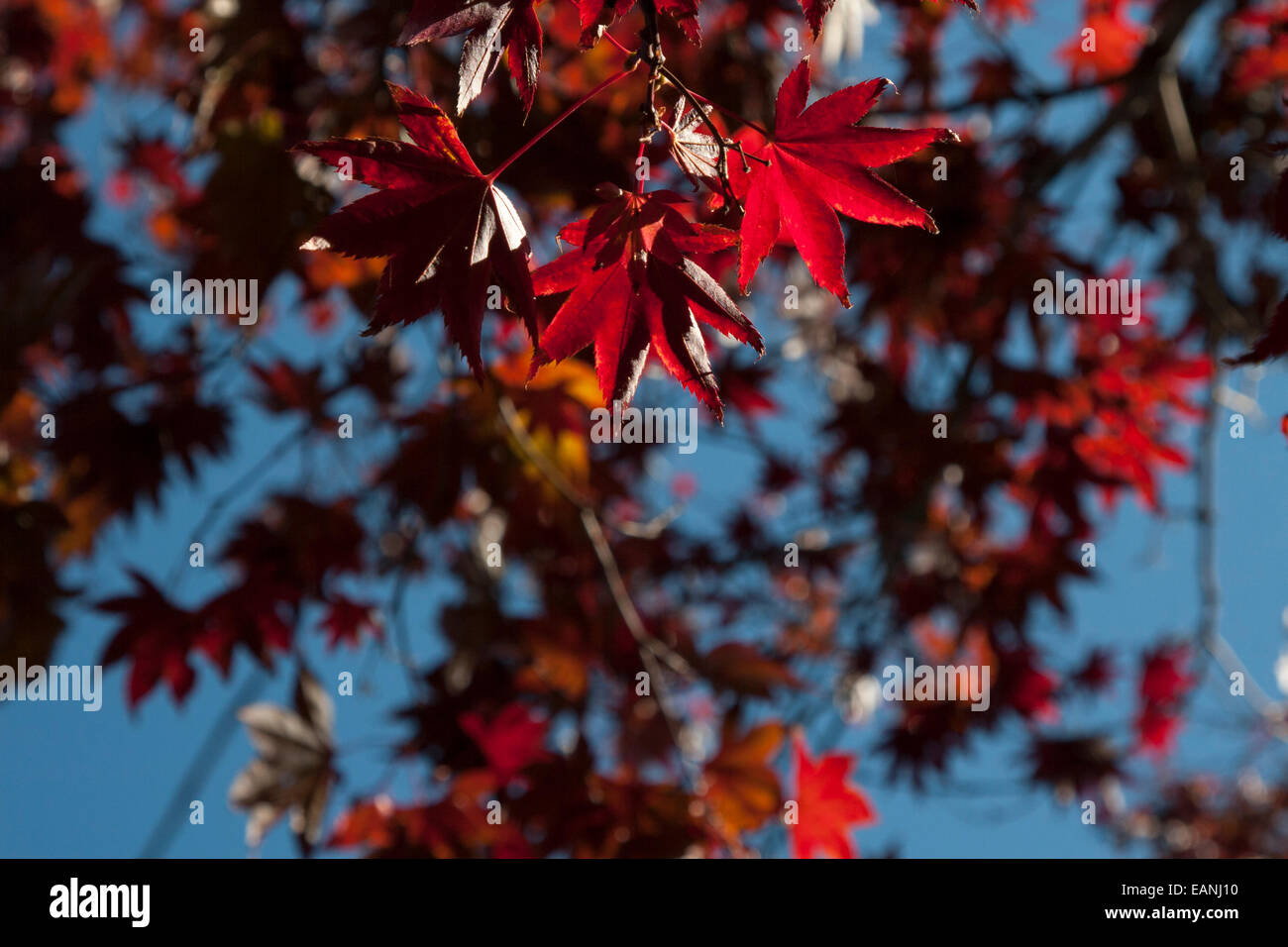 Autumn leaves in Berkeley, California. Stock Photo