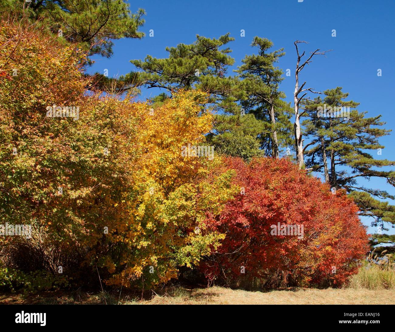 Maple backgrounds hi-res stock photography and images - Alamy