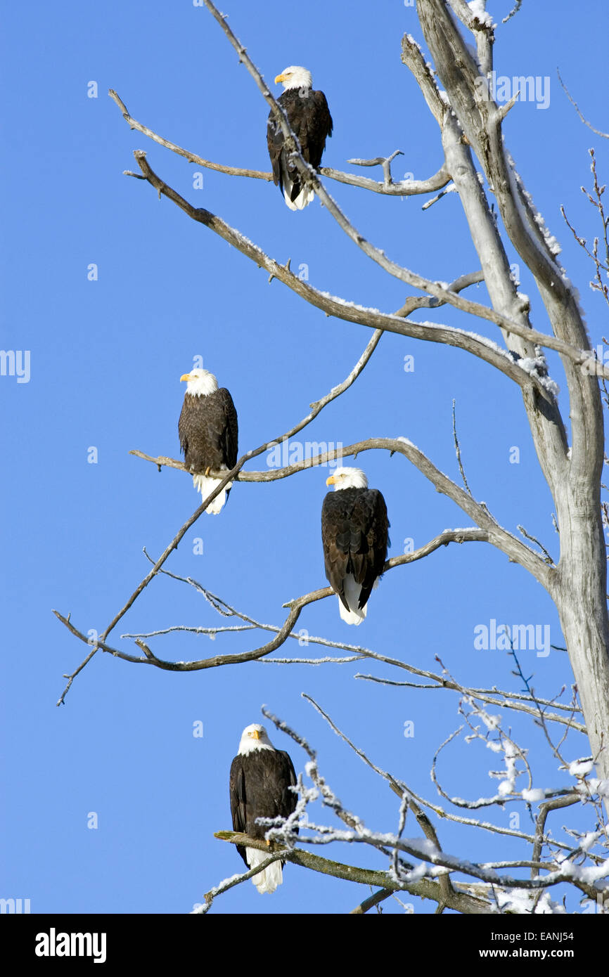 Bald Eagles Perched High In Tree Chilkat Bald Eagle Preserve Near
