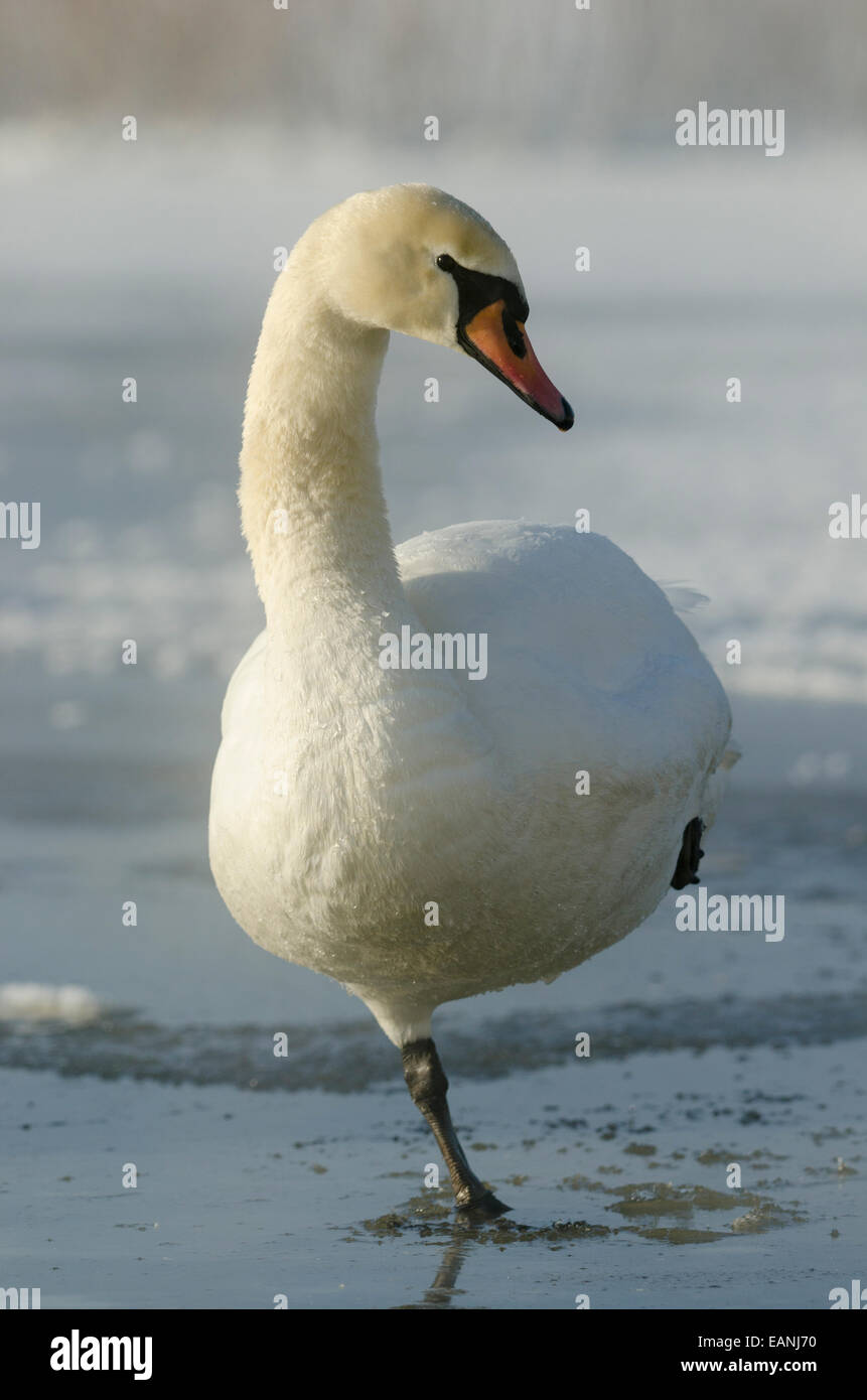 Swan standing on one leg hi-res stock photography and images - Alamy