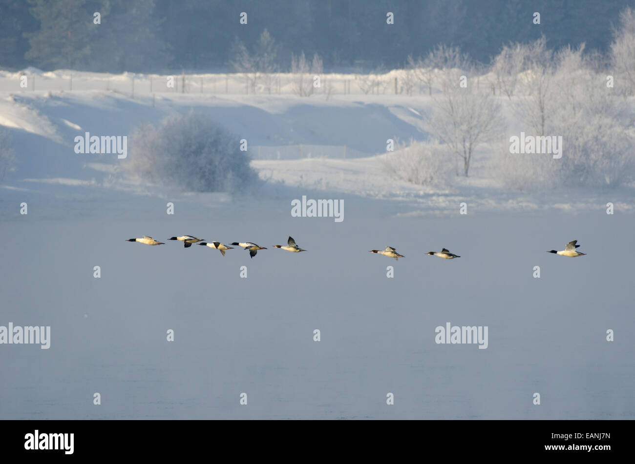 Flock of Goosanders flying over frozen river Stock Photo