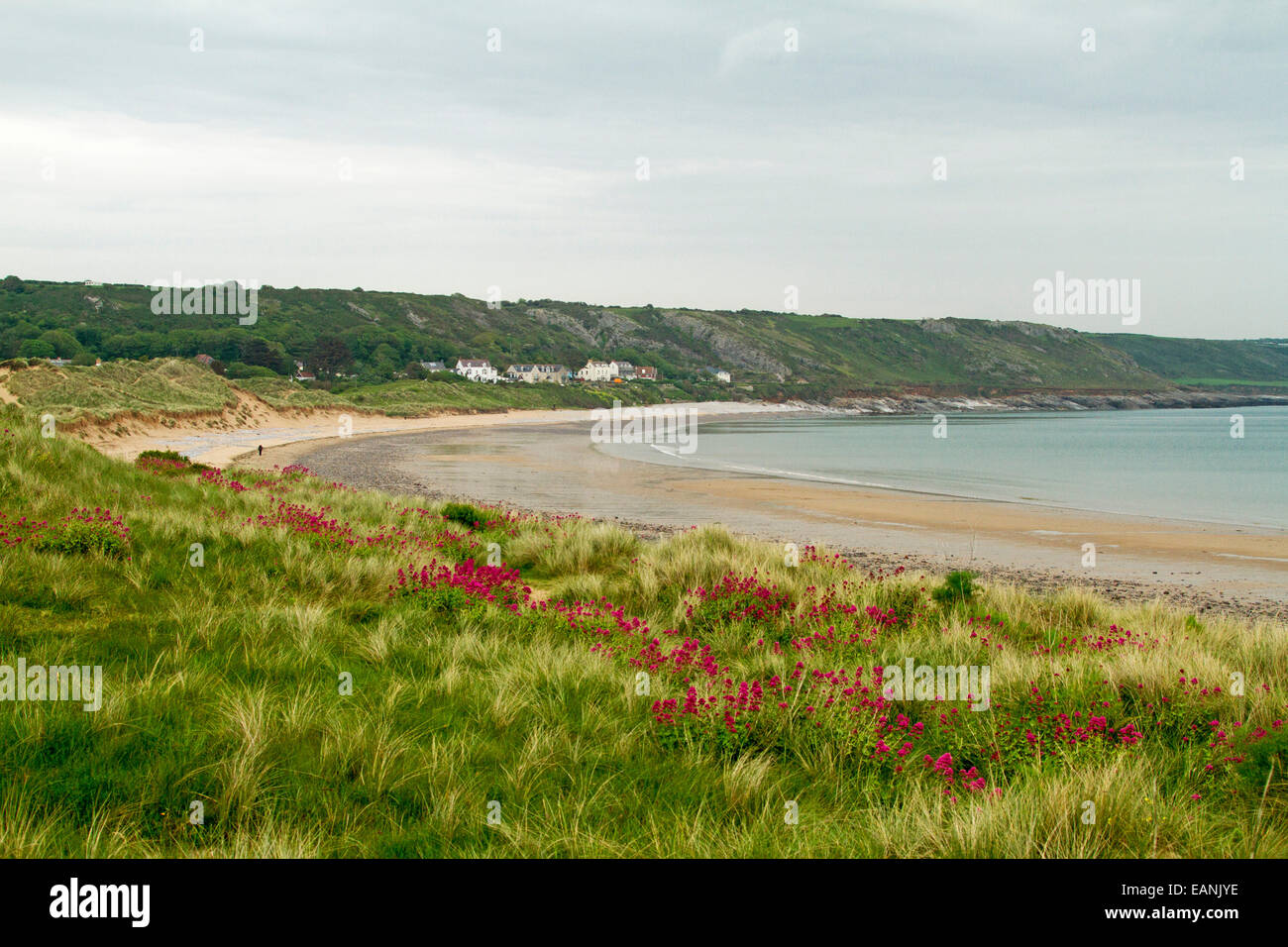 Sandy beach and wide bay with emerald grass and red Valerian wildflowers on low dunes near village of Port Eynon, Wales Stock Photo