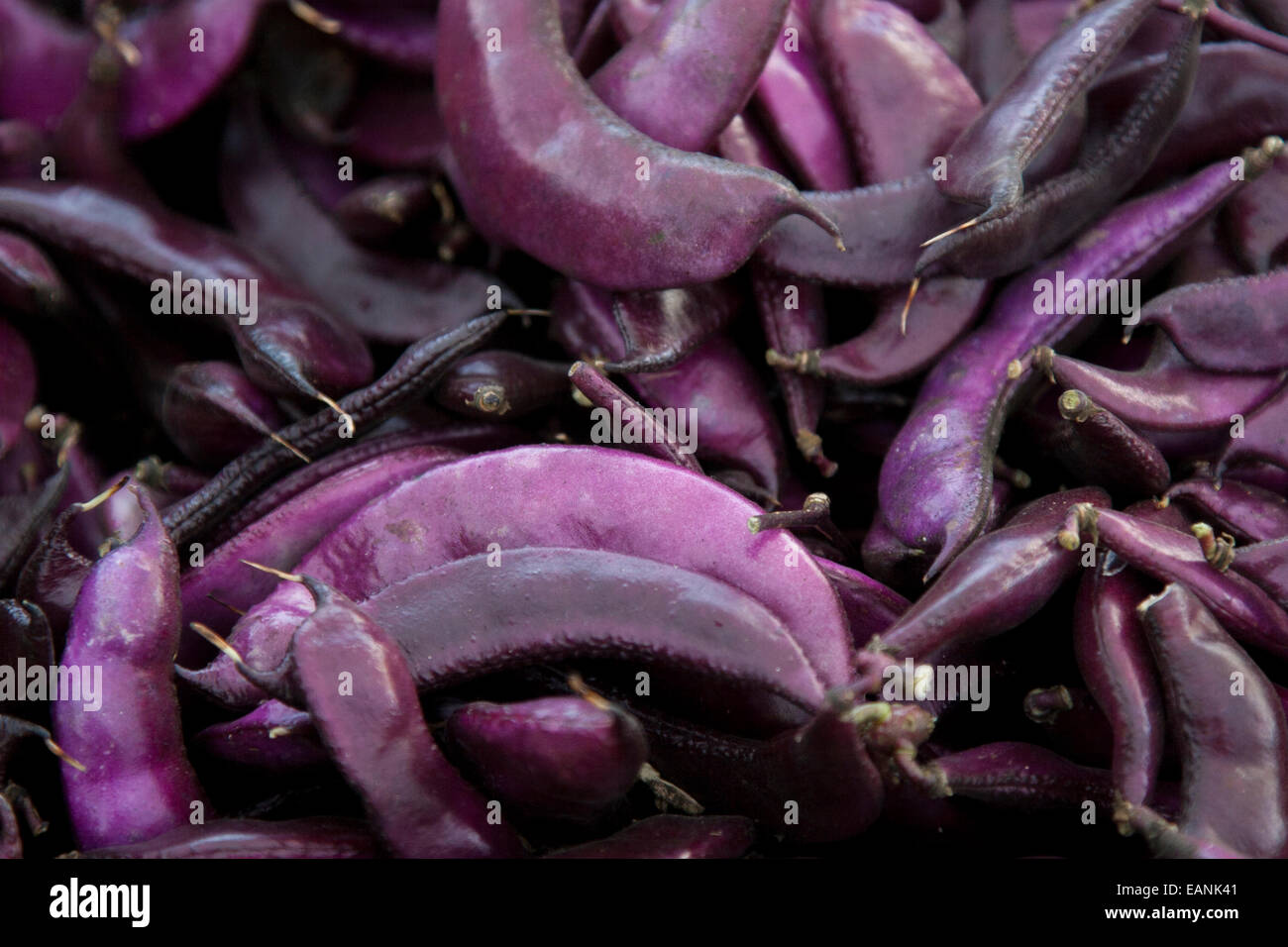 Purple Beans at the Berkeley Farmers' Market. Stock Photo