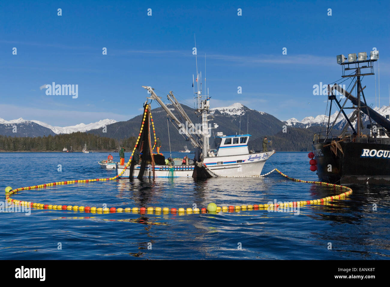 Sitka sac roe herring hires stock photography and images Alamy