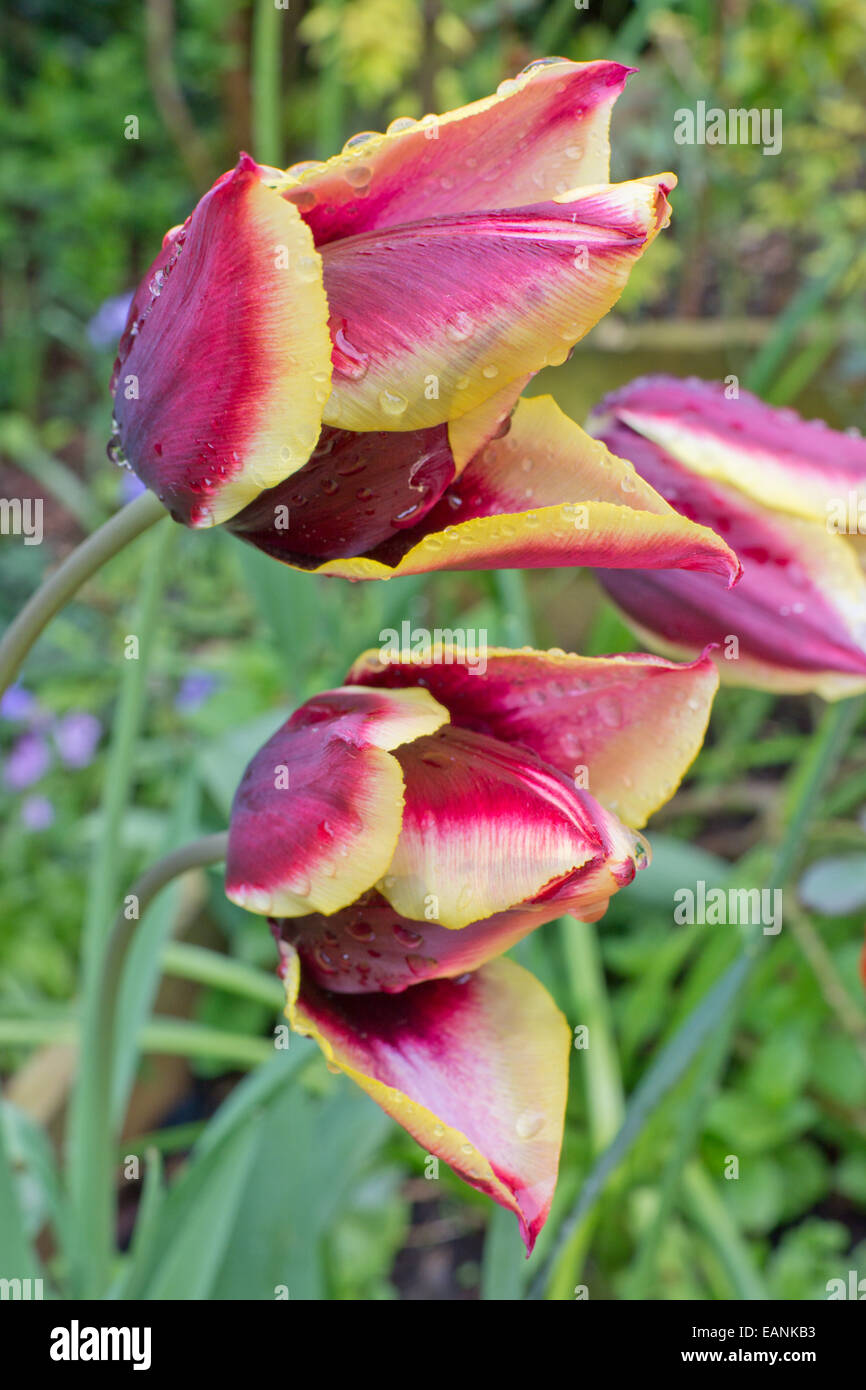 Lily flowering hybrid tulips Stock Photo
