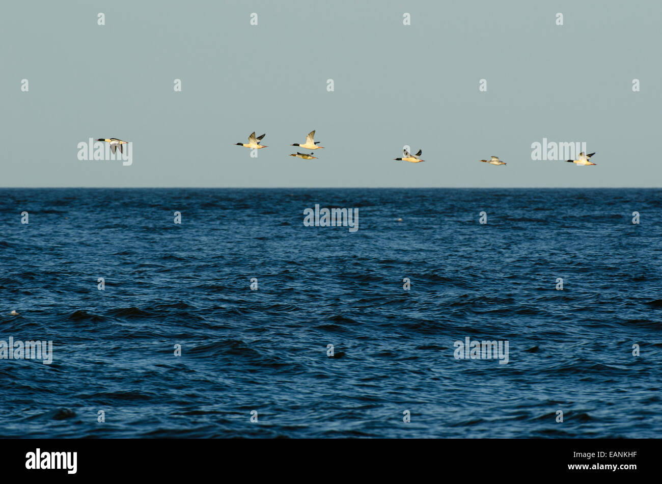 Flock of Goosanders Mergus merganser flying over sea Stock Photo