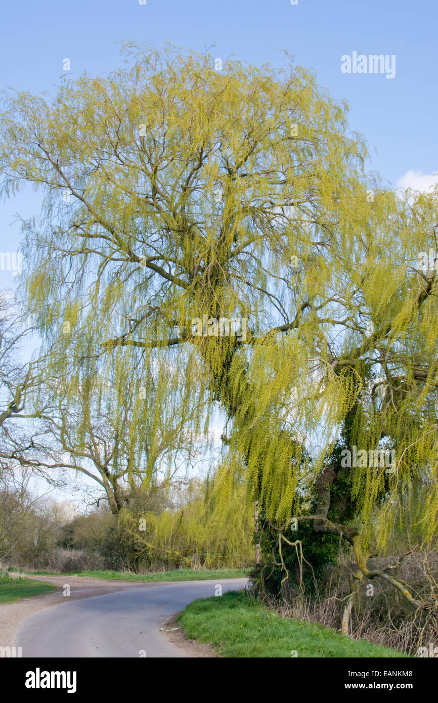 Golden weeping willow Stock Photo Alamy