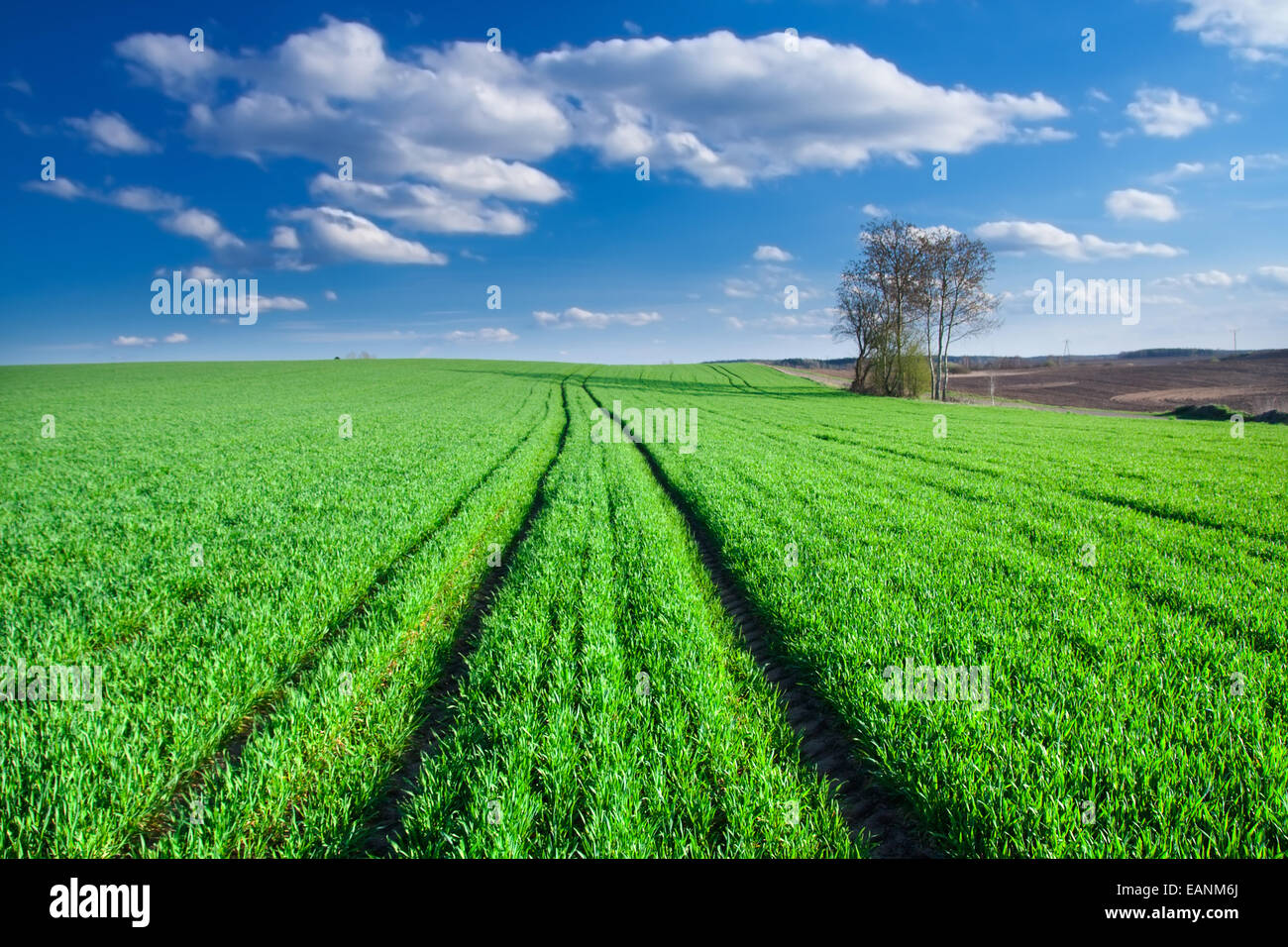 Young green cereal field landscape Stock Photo - Alamy