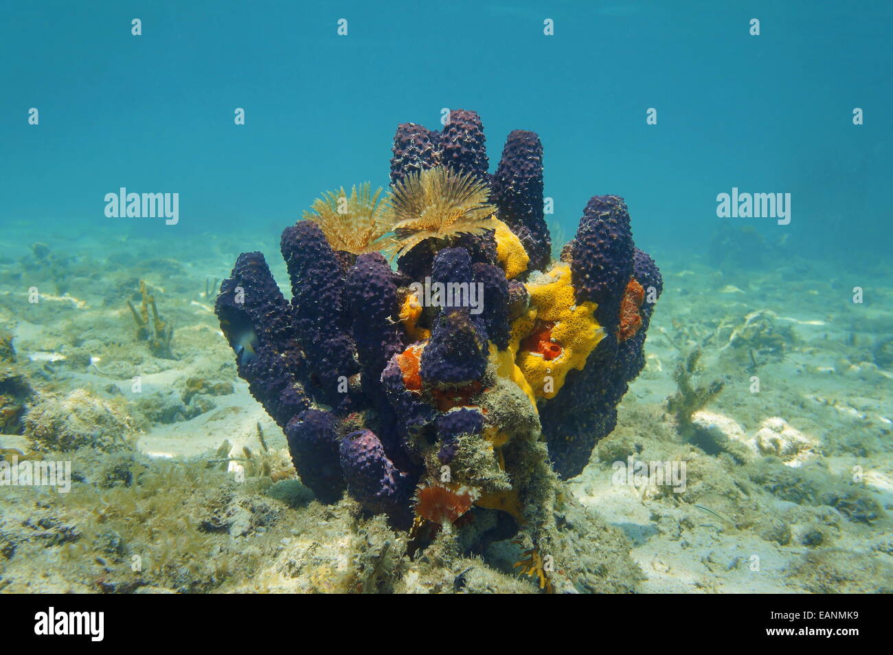 Colorful underwater creatures with sea sponges and feather duster worms, Caribbean sea Stock Photo