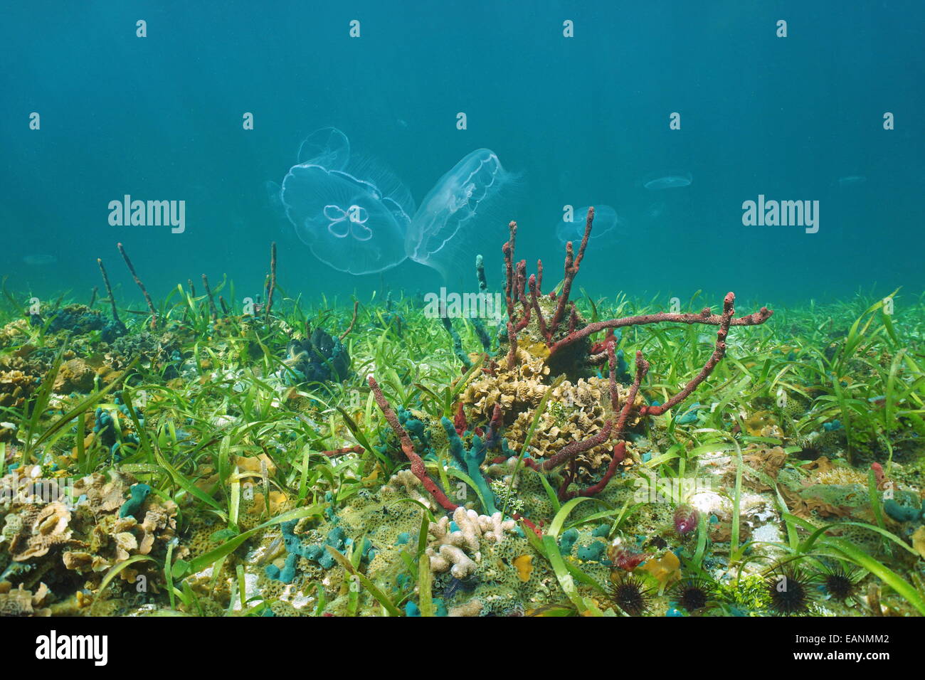 Seabed jellyfish hires stock photography and images Alamy