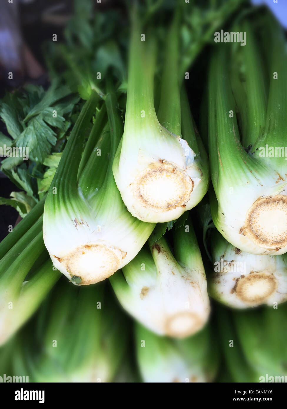 celery sticks in a bunch at farmers market Stock Photo