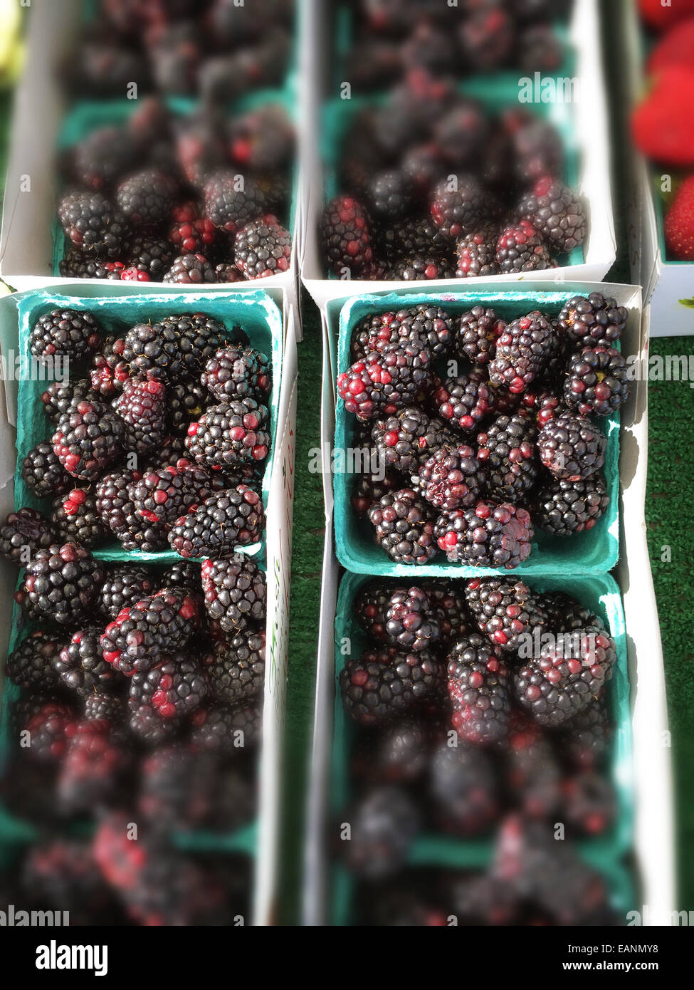 Organic Blackberry's in baskets at farmers market stand Stock Photo