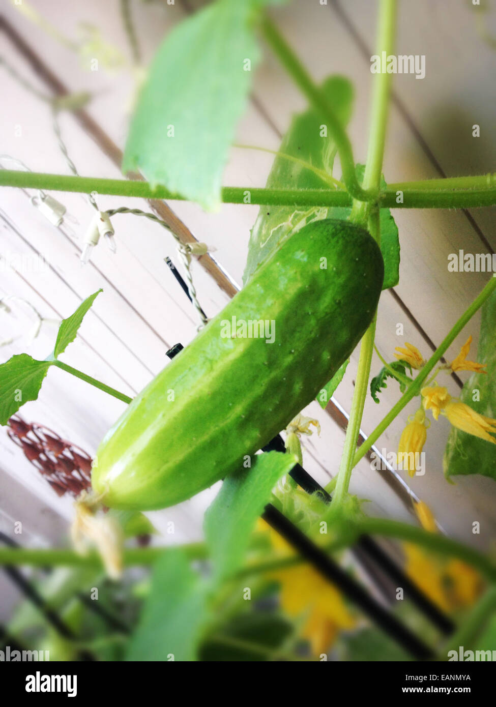 cucumber with blossom on the vine Stock Photo