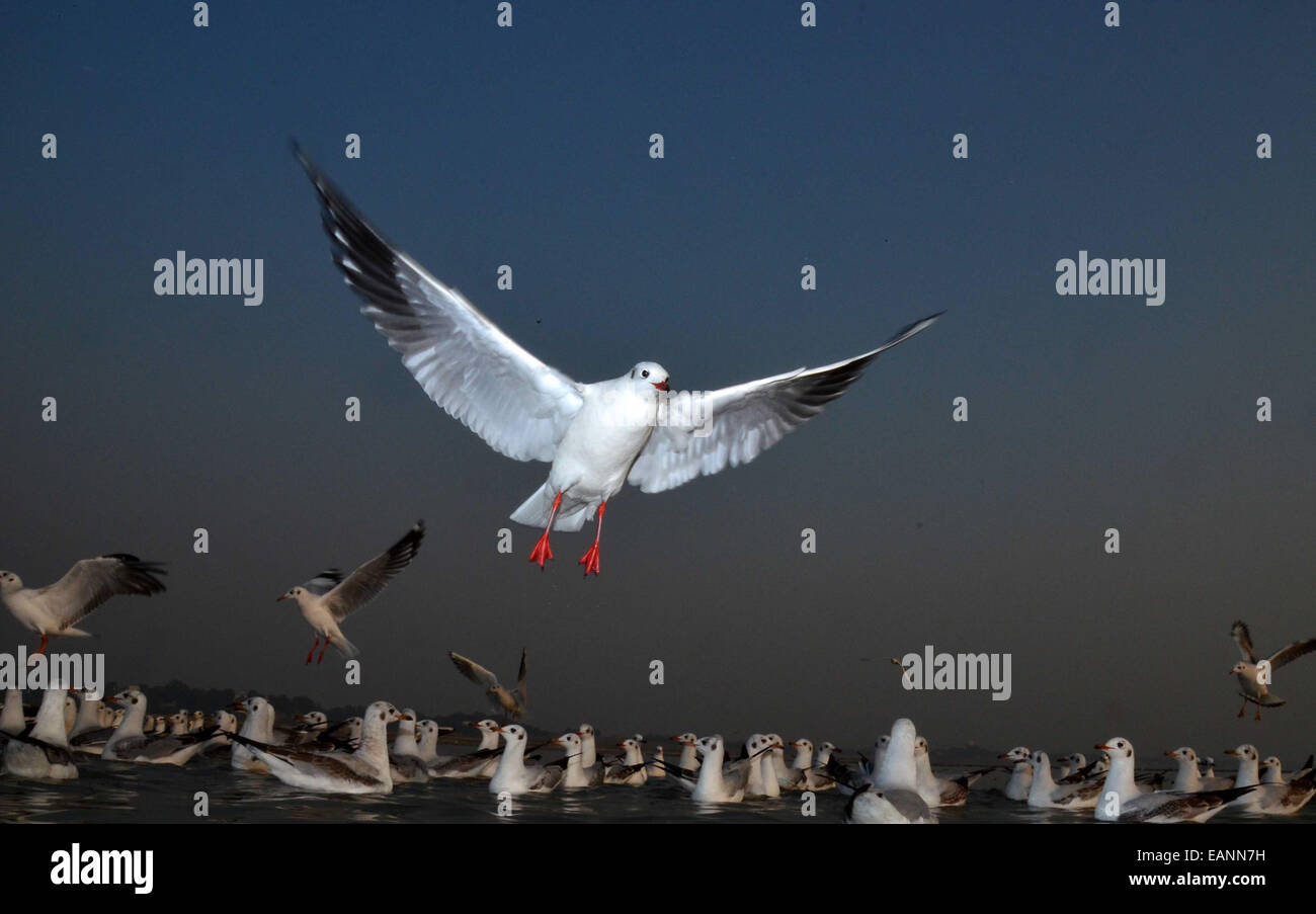 Sibearian seagulls flying at the Sangam, the confluence of the rivers Ganges, Yamuna and the mythical Saraswathi, in Allahabad. © Prabhat Kumar Verma/Pacific Press/Alamy Live News Stock Photo
